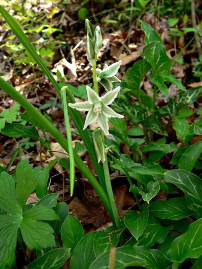 {Ornithogalum nutans}